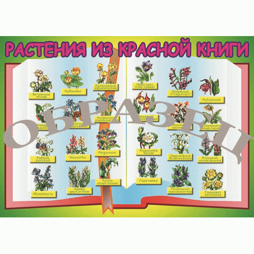 Таблица Растения красной книги 1000*1400 винил
