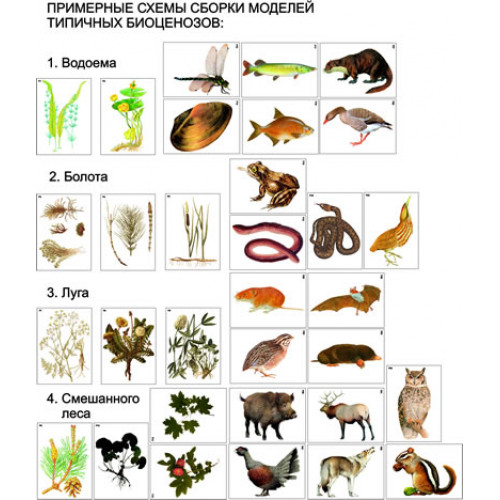 Модель-аппликация Типичные биоценозы
