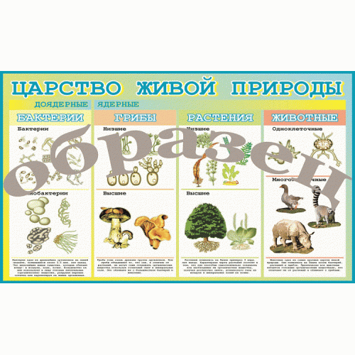 Таблица Царство живой природы 1000*1400 винил