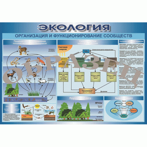 Таблица Организация и функционирование сообществ 1000*700 (винил)
