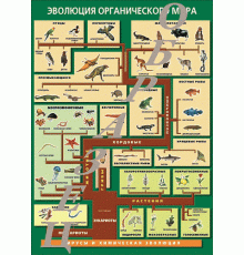 Таблица Эволюция органического мира 1000*1400 винил