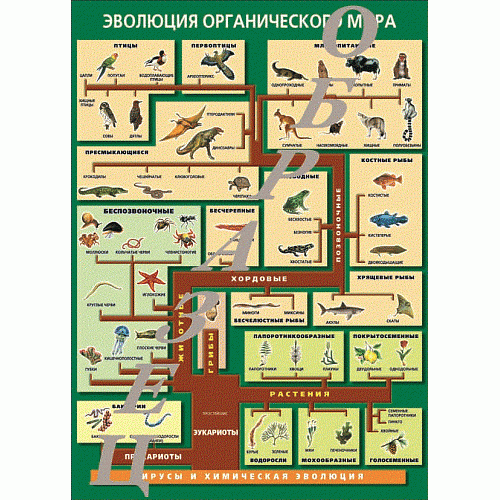 Таблица Эволюция органического мира 1000*1400 винил